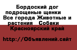 Бордоский дог подрощеные щенки.  - Все города Животные и растения » Собаки   . Красноярский край